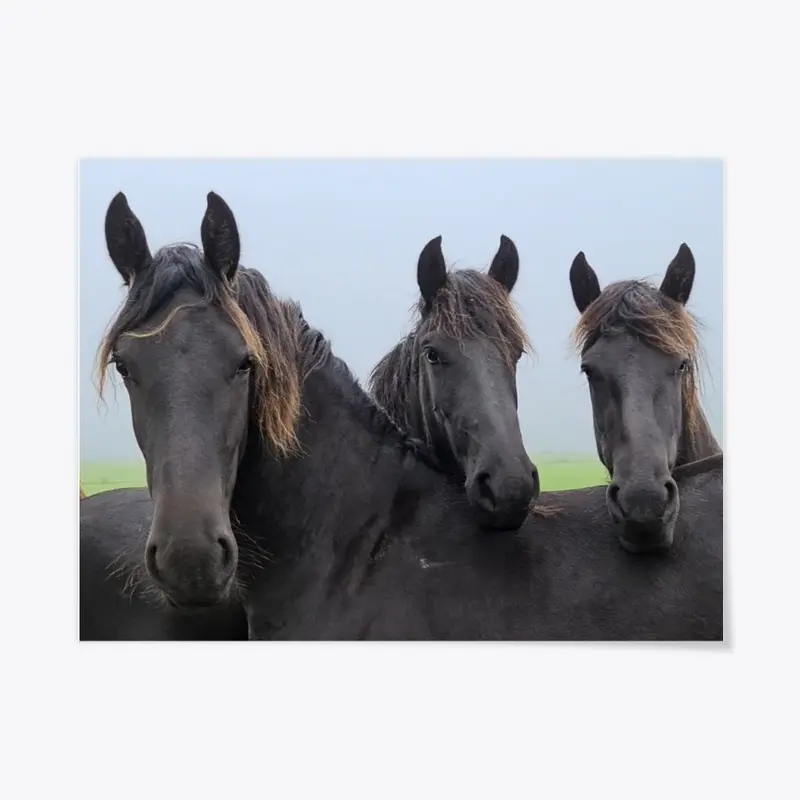 Lazy Friesian Horses