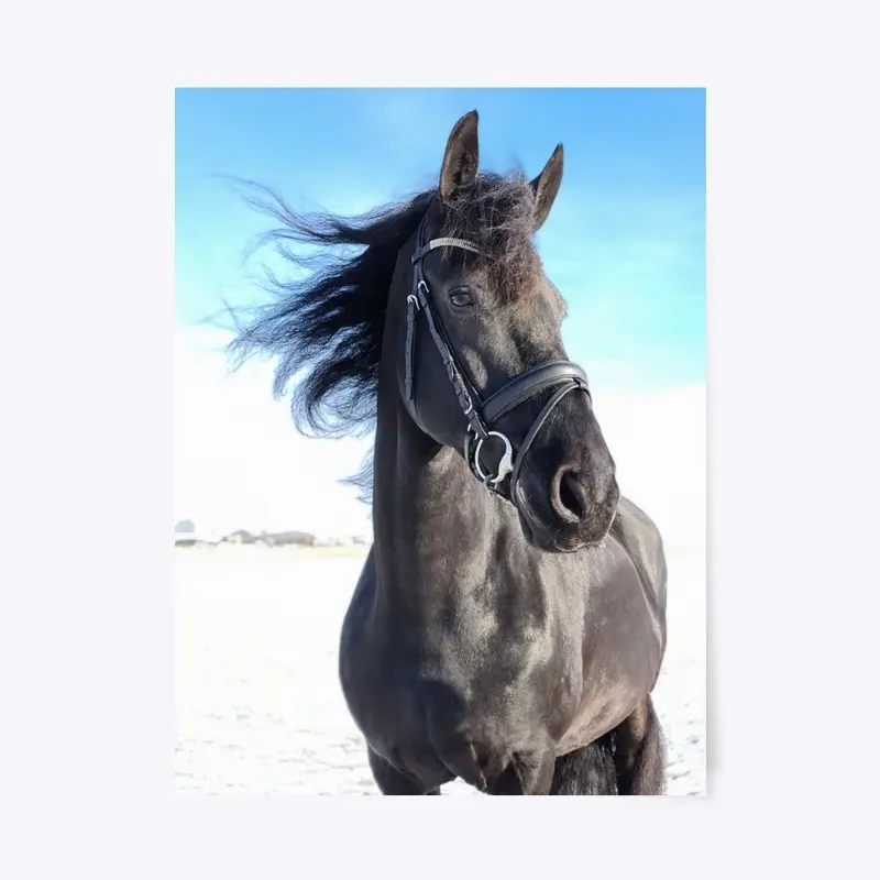 Friesian Horse Queen Uniek at Home