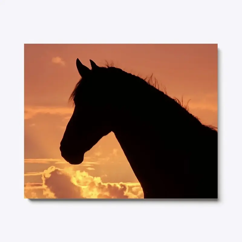 Friesian horse at sunset