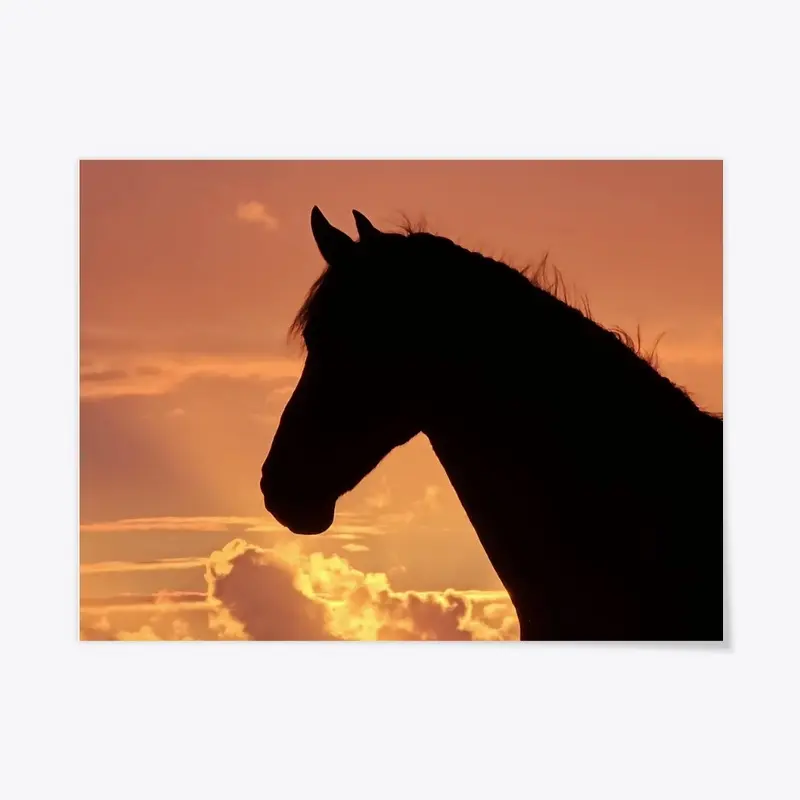 Friesian horse at sunset