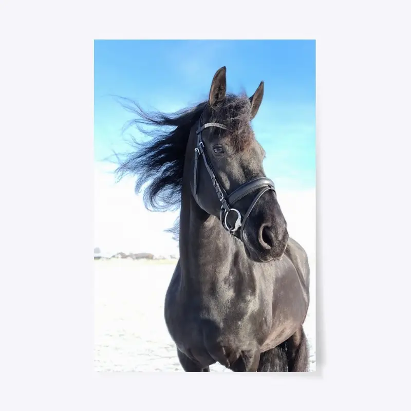 Friesian Horse Queen Uniek at Home