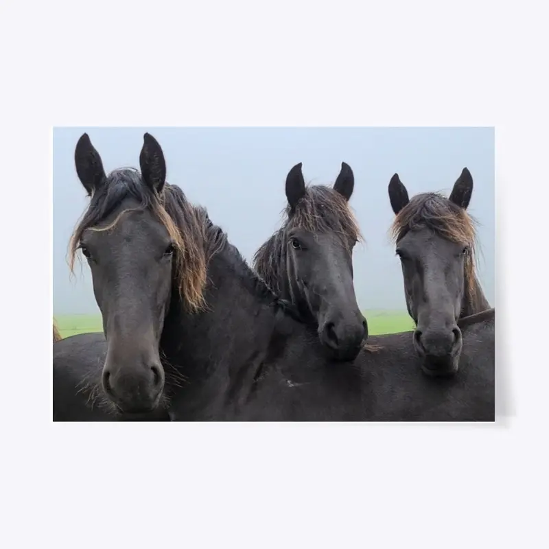 Lazy Friesian Horses