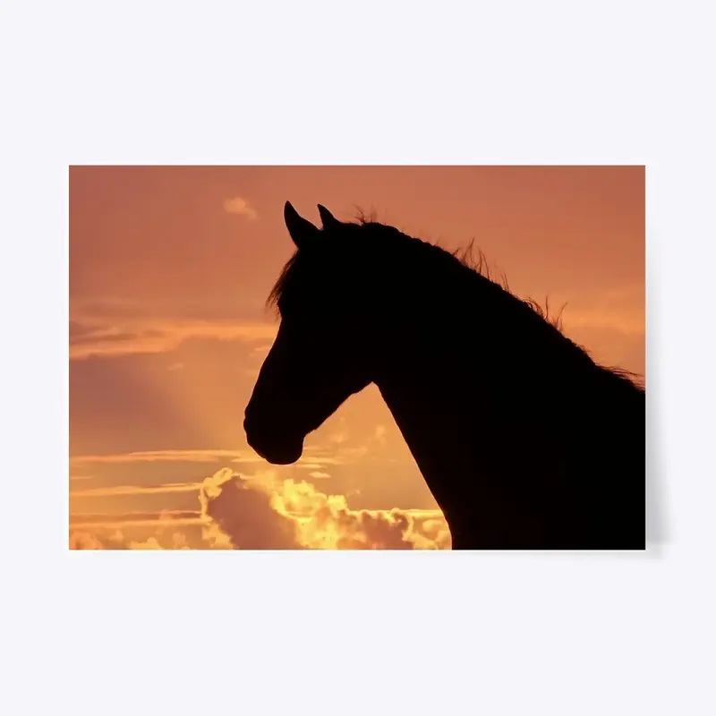 Friesian horse at sunset