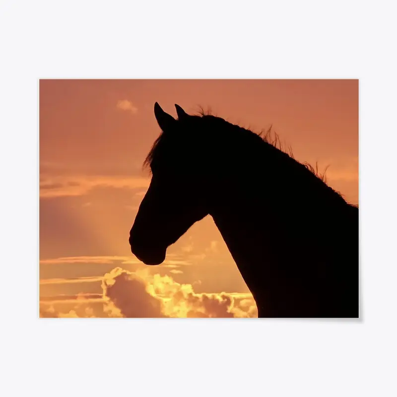 Friesian horse at sunset